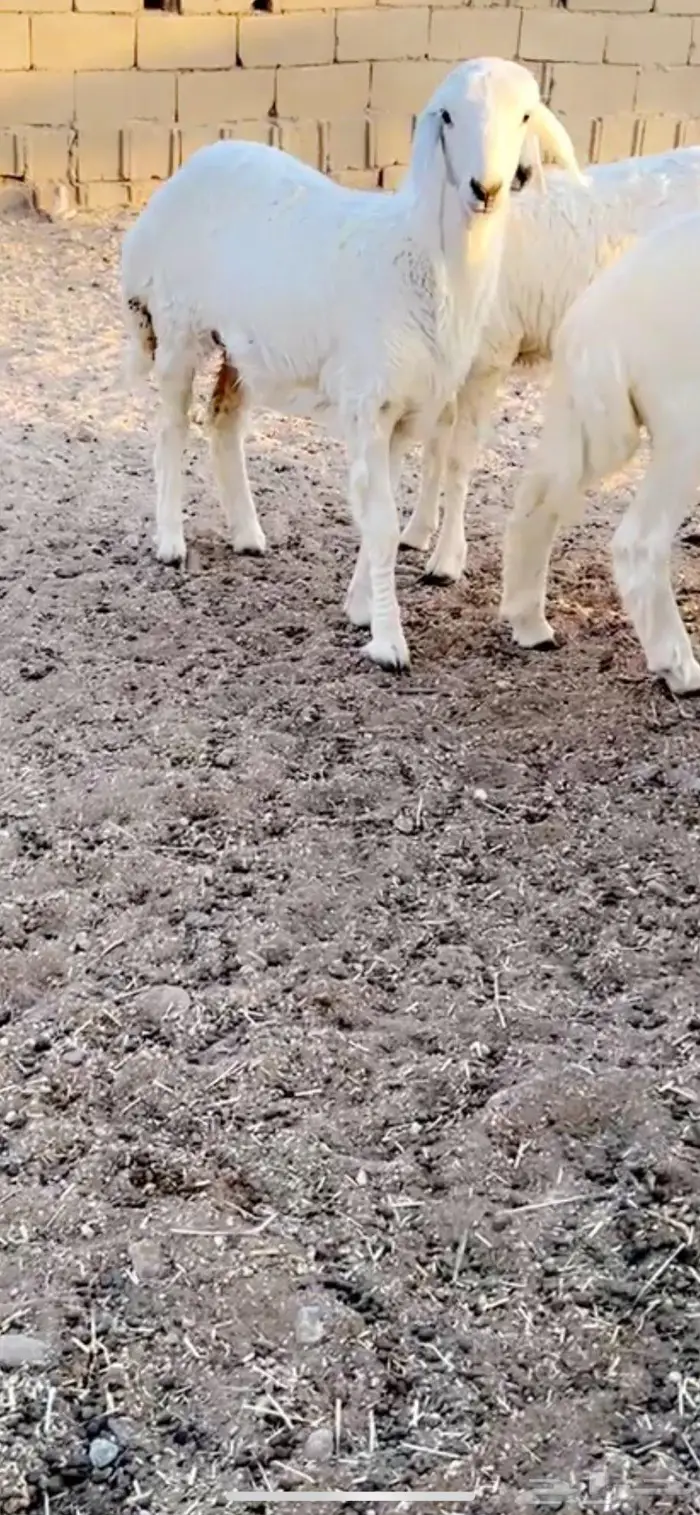 بهم 2