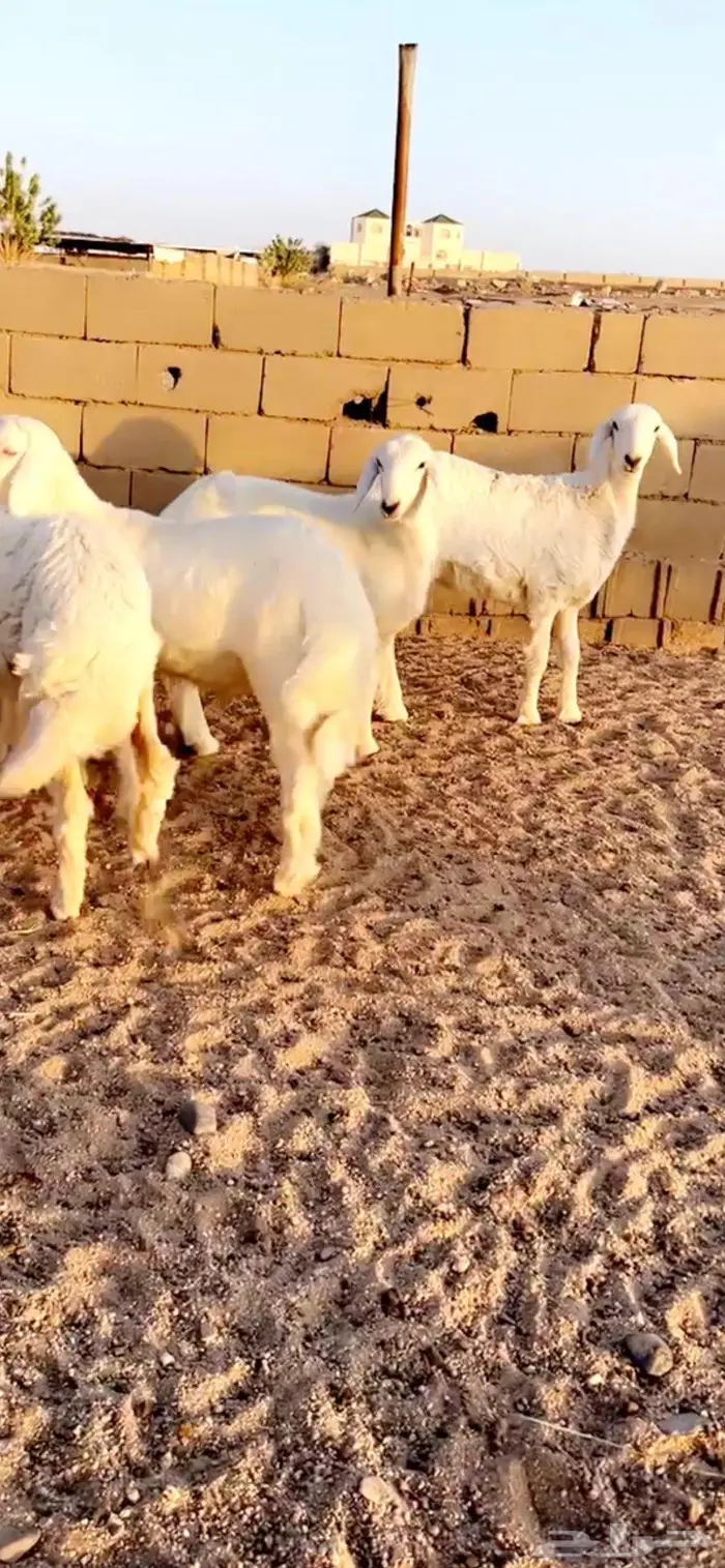 بهم 1