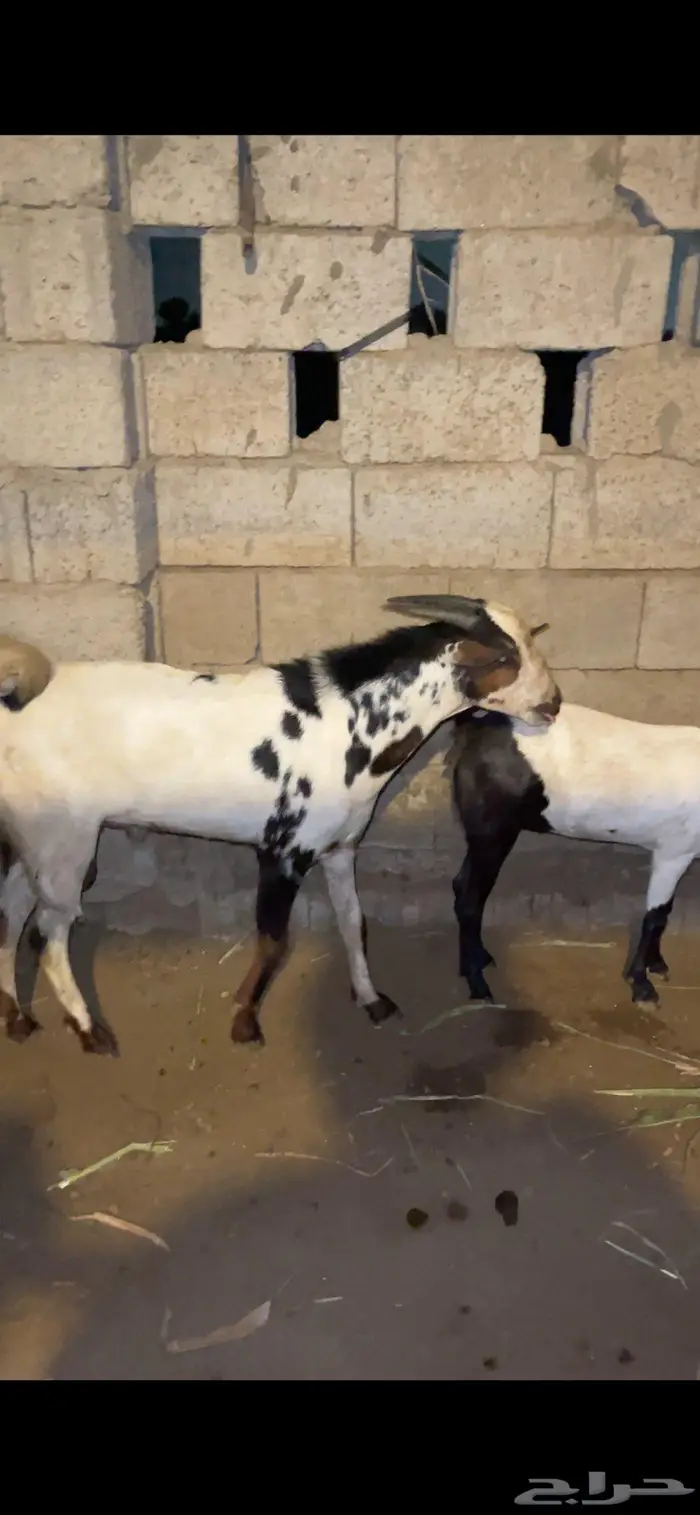 مشروع فحل جذعي 1