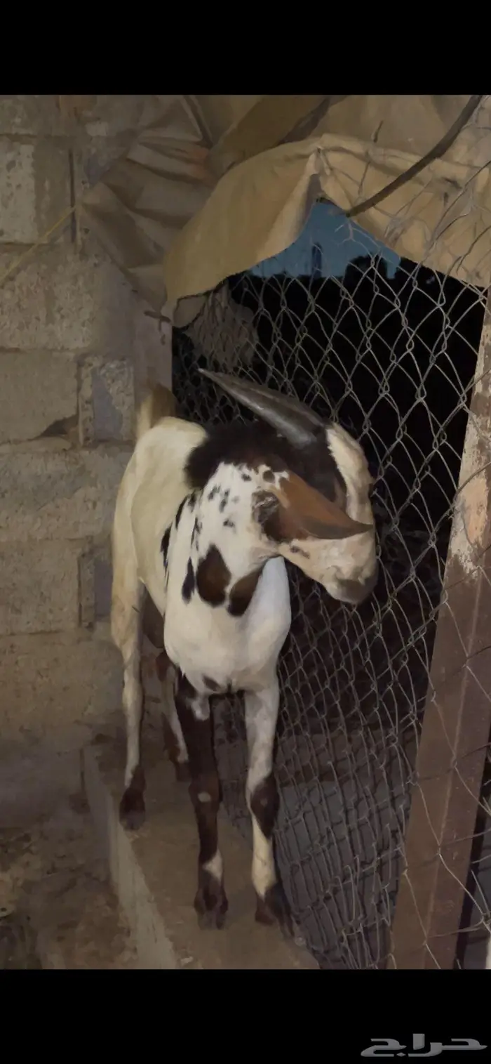 مشروع فحل جذعي 3