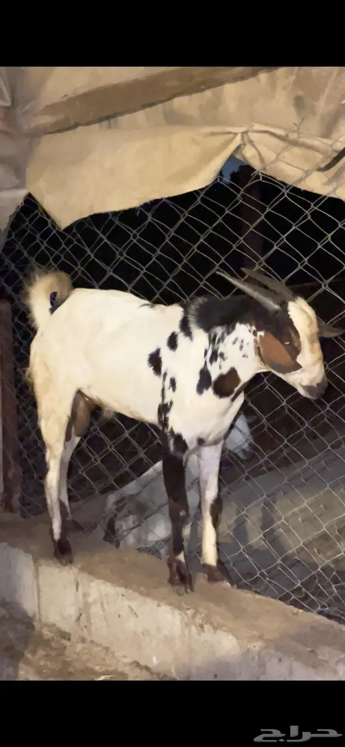 مشروع فحل جذعي 4