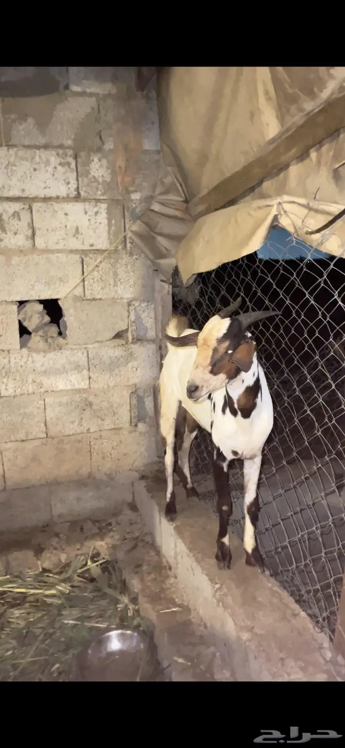 مشروع فحل جذعي 5