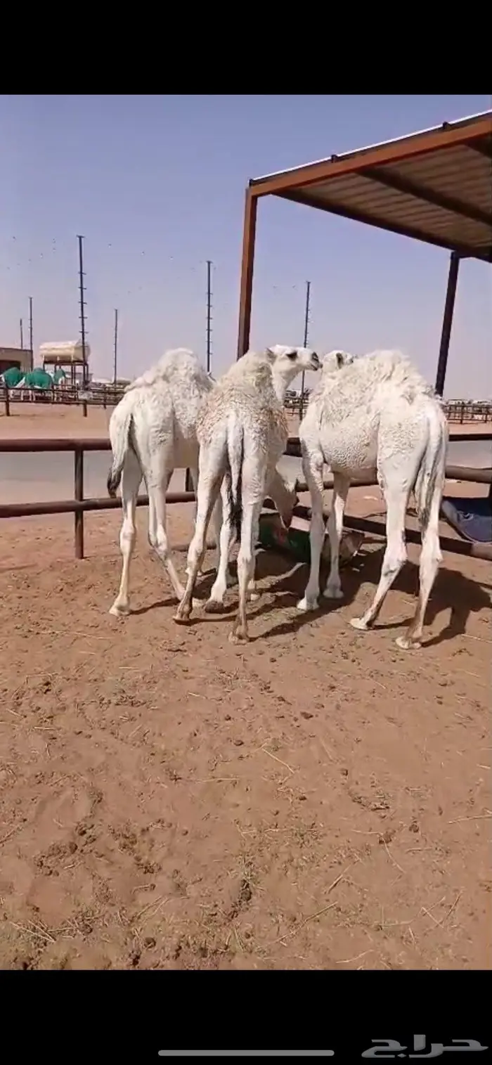 ثلاث قعدان قصب 0