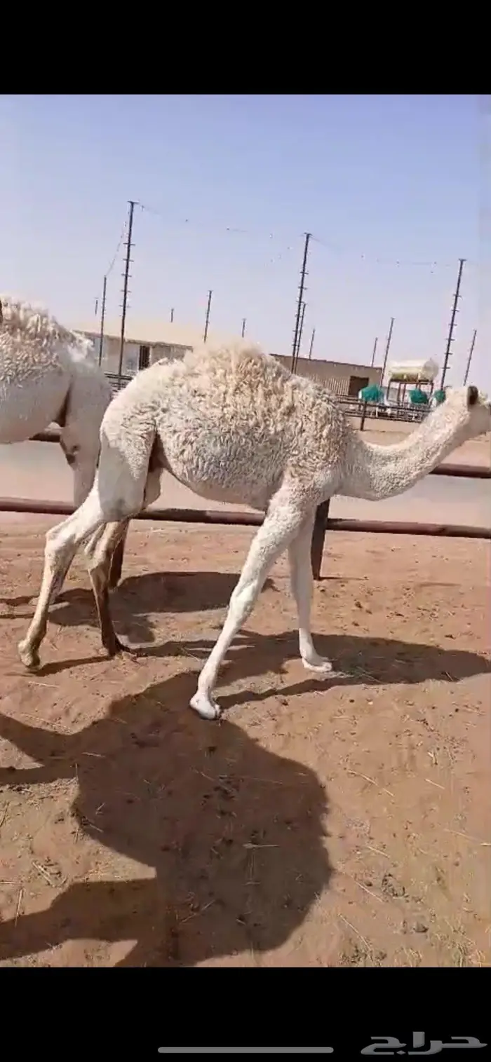 ثلاث قعدان قصب 1