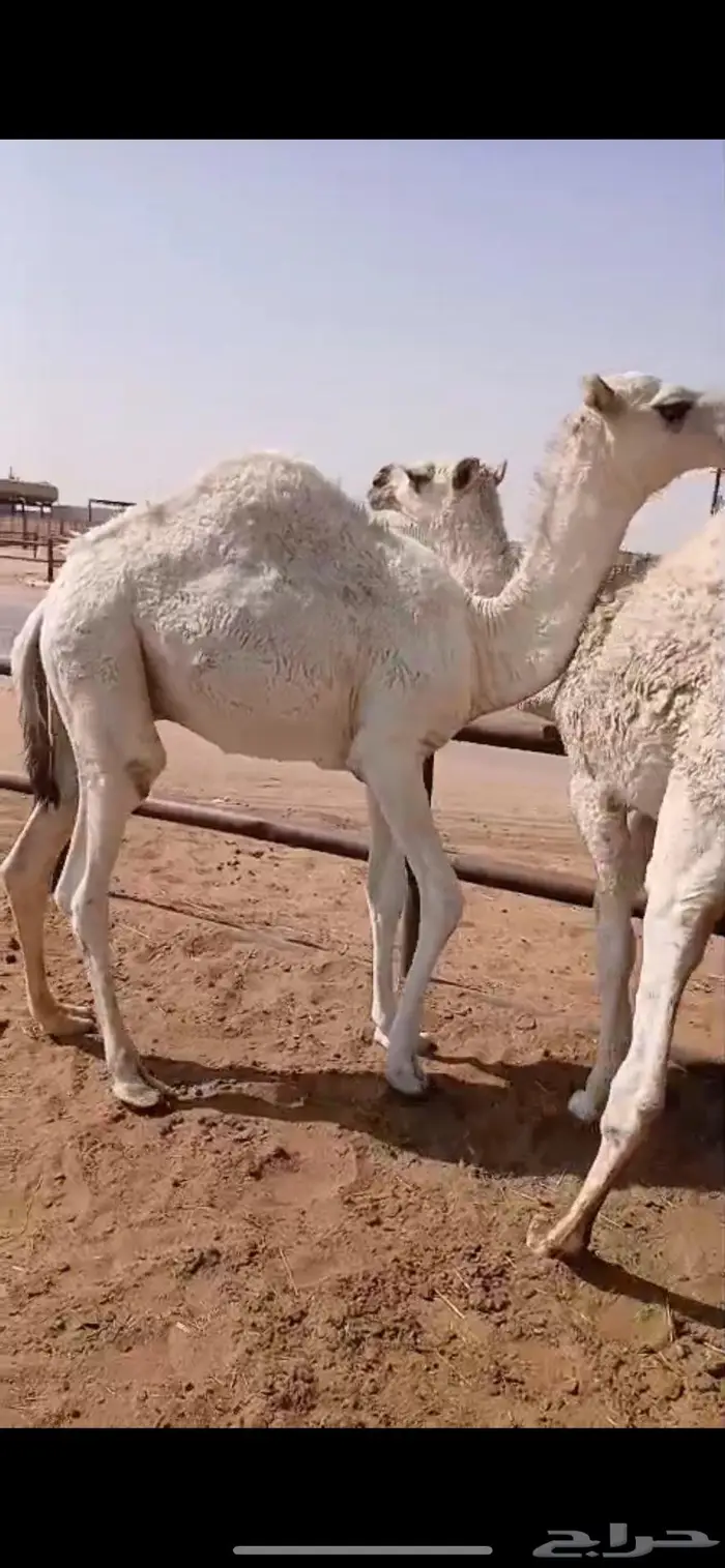 ثلاث قعدان قصب 2