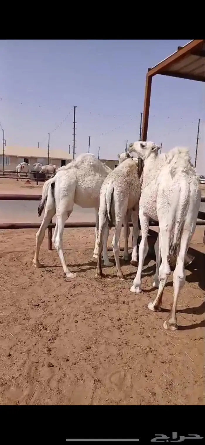 ثلاث قعدان قصب 3