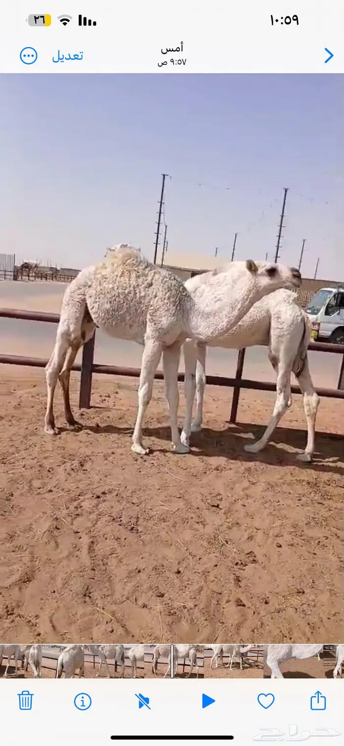 ثلاث قعدان قصب 4