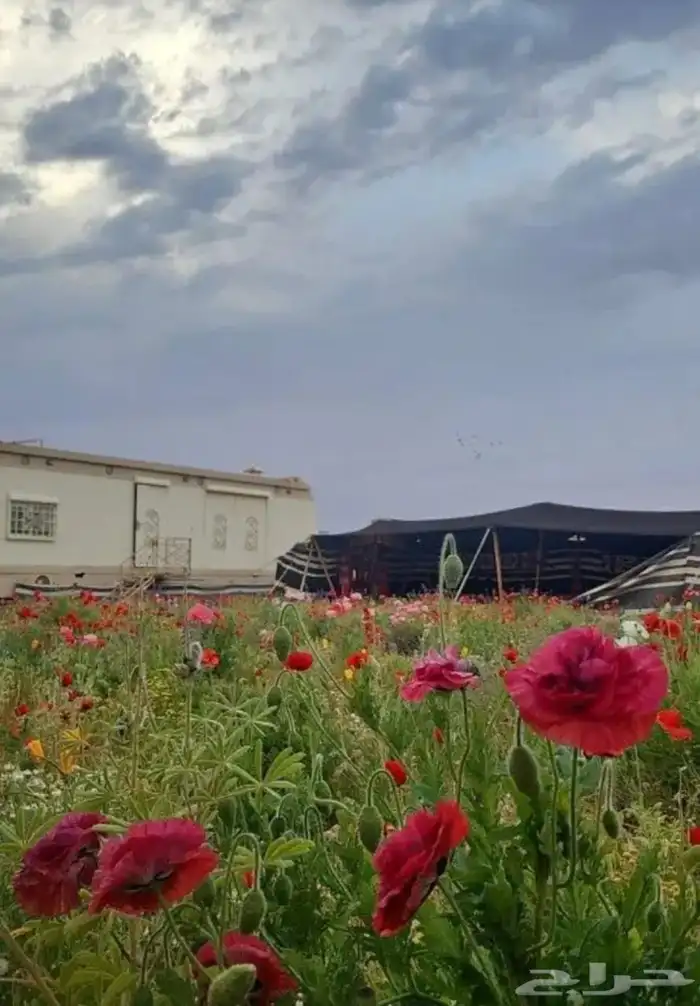 بكج ازهار الربيع البرية عرض خاص 1