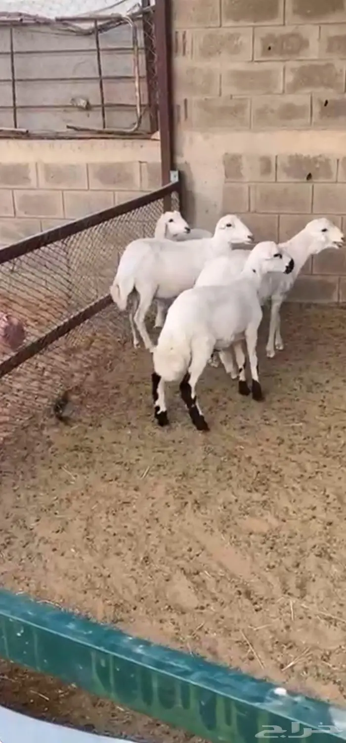 الرياض 0