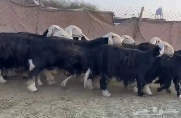 نجد فاخره وعدد قليل 2
