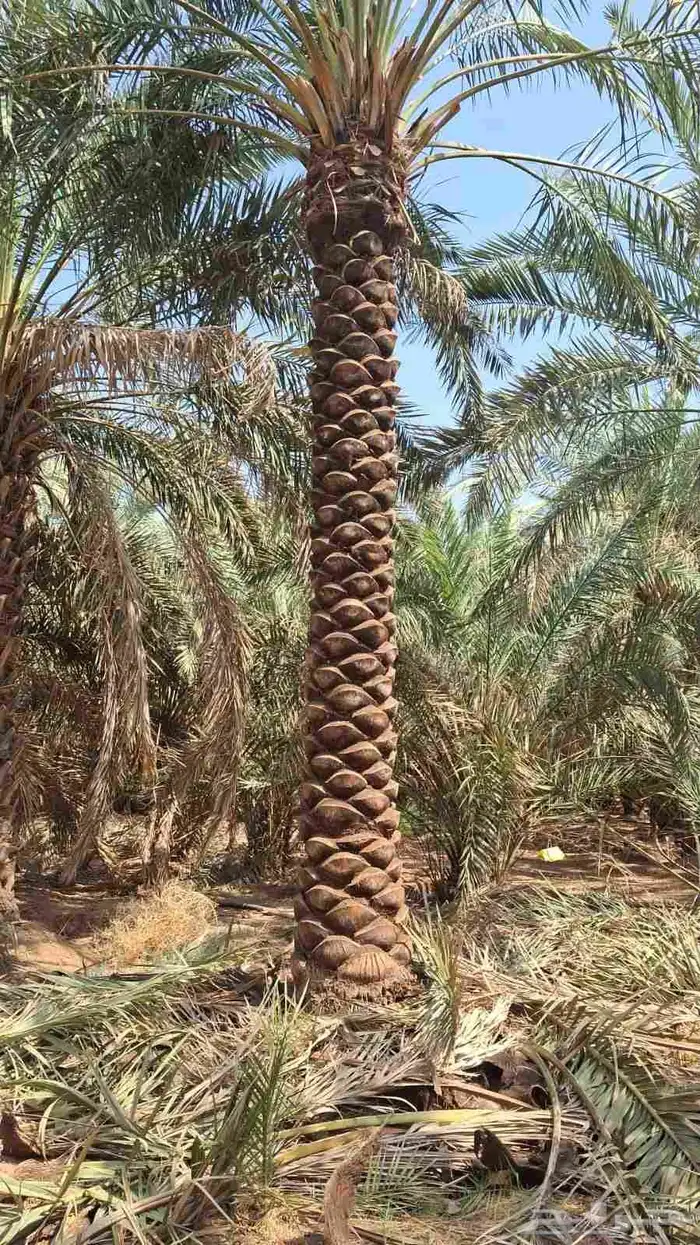 نخيل للبيع 8