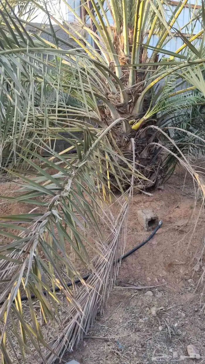 نخل جثايث خلاص للبيع 5