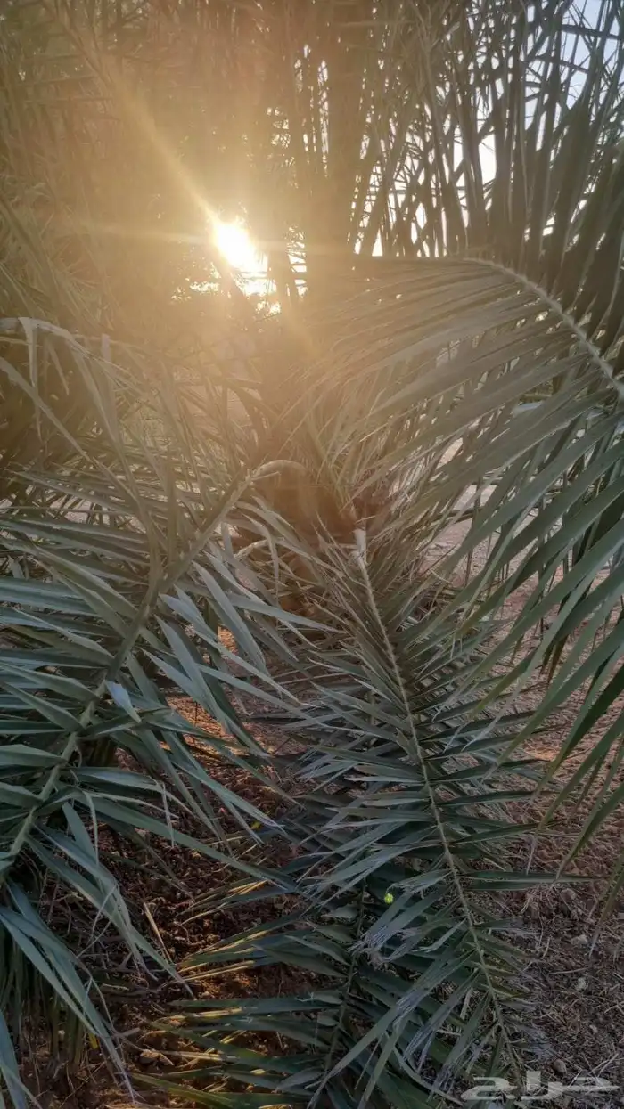 نخل جثايث خلاص للبيع 3