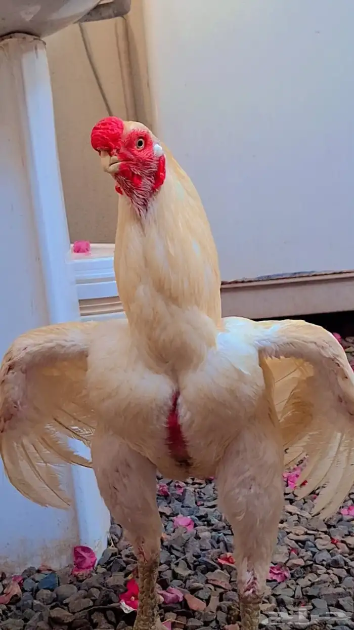 اذناب الھند 2