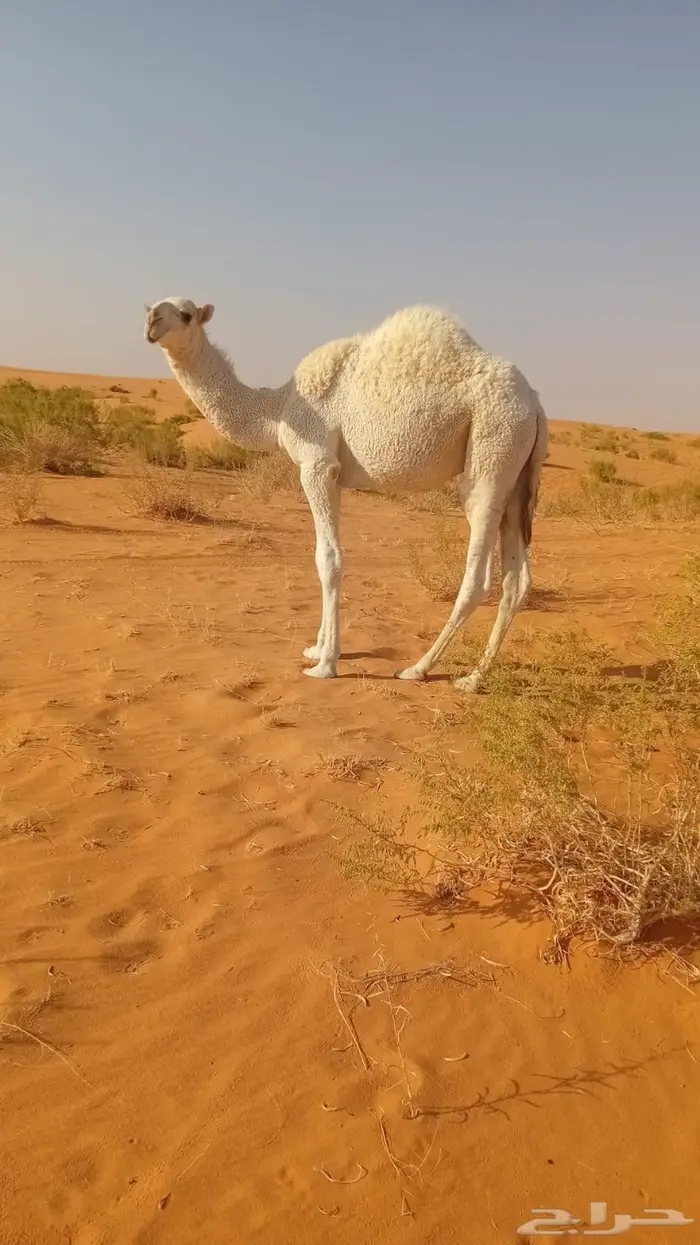 للبيع حاشي العمر 6شهور علي الحليب لباني 0