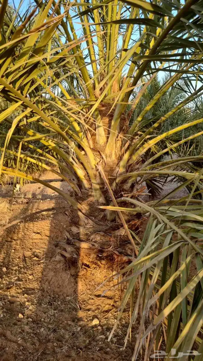 نخل جثايث خلاص للبيع 4