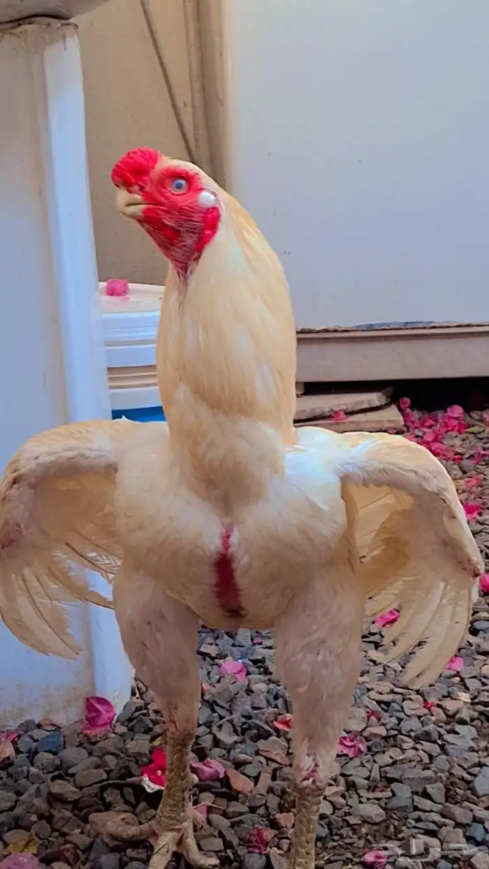 اذناب الھند 0