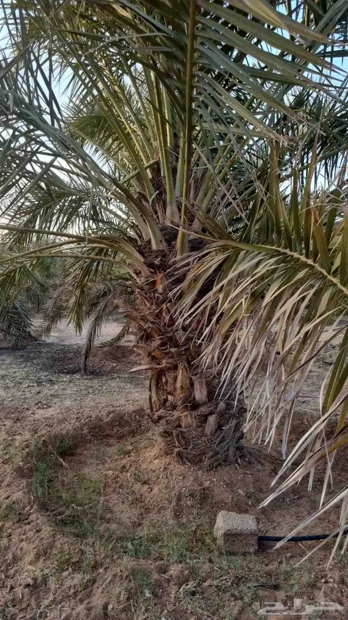 نخل جثايث خلاص للبيع 0