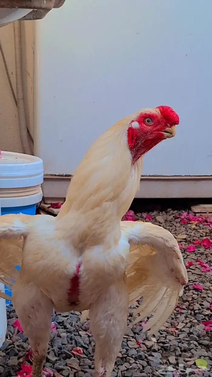اذناب الھند 1