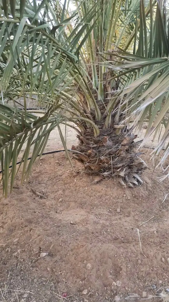 نخل جثايث خلاص للبيع 2