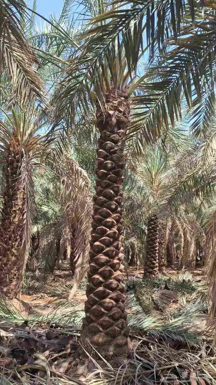 نخيل للبيع 2