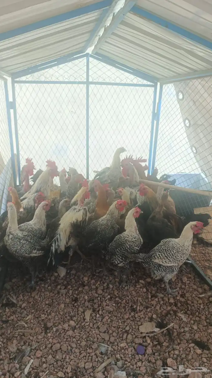 دجاج وا ديوك 5