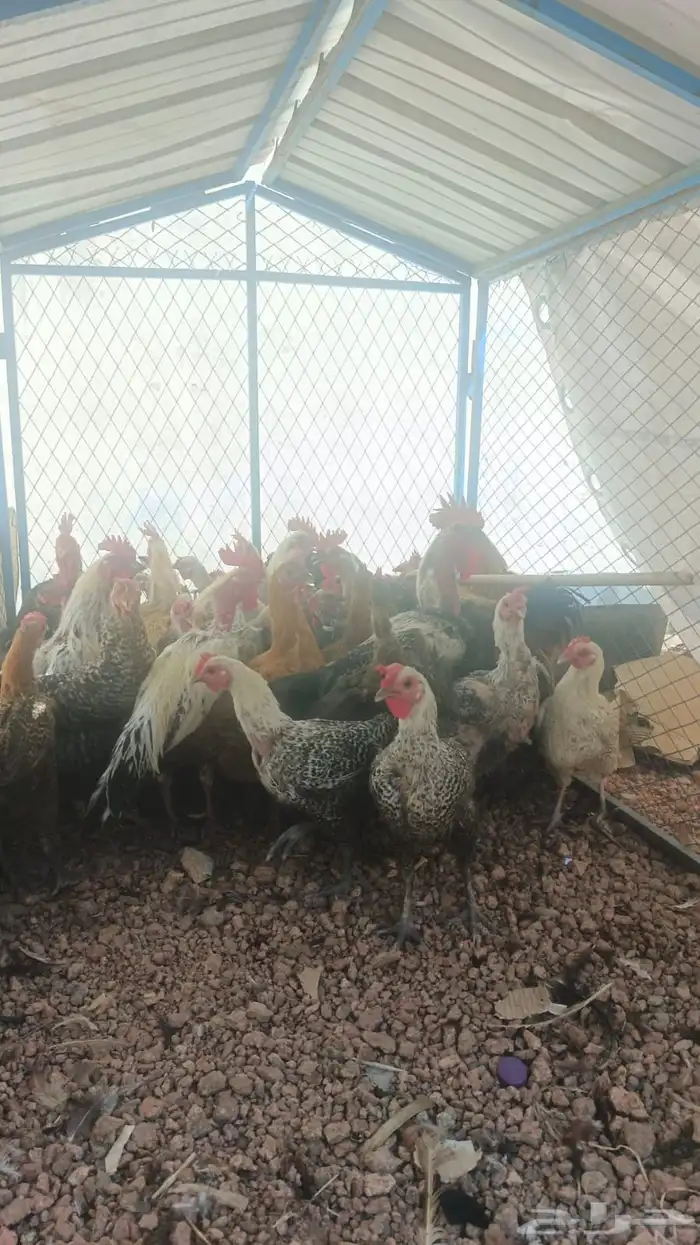 دجاج وا ديوك 4