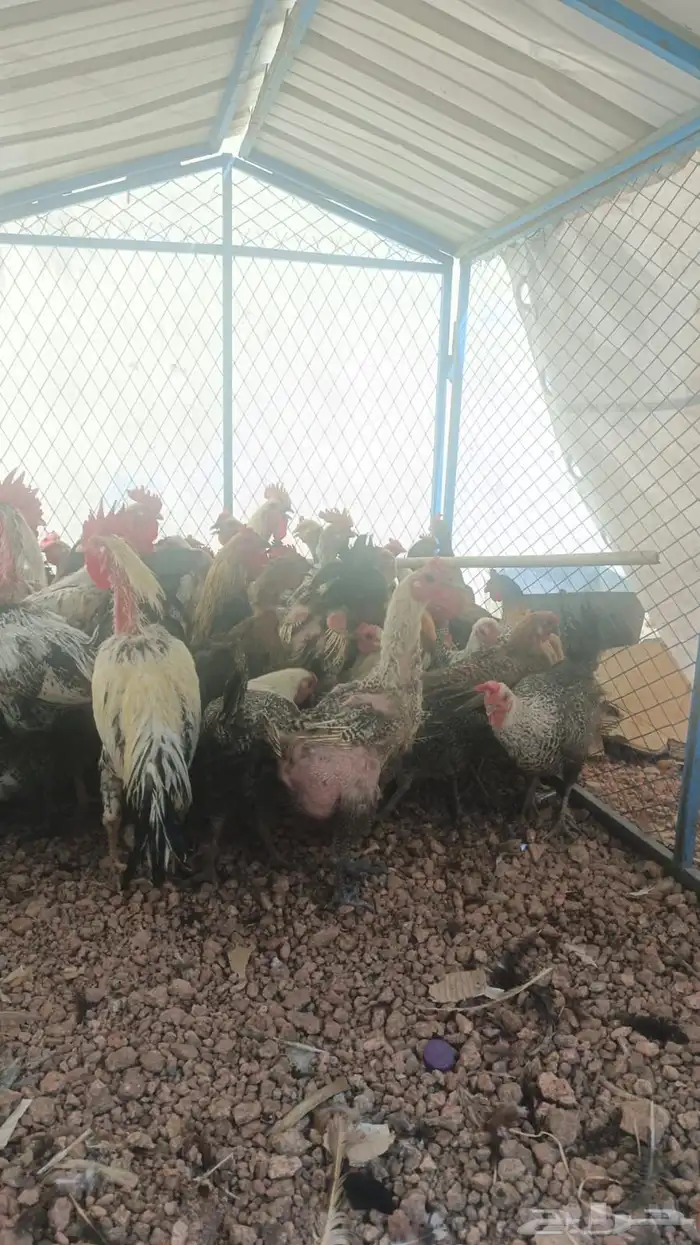 دجاج وا ديوك 3