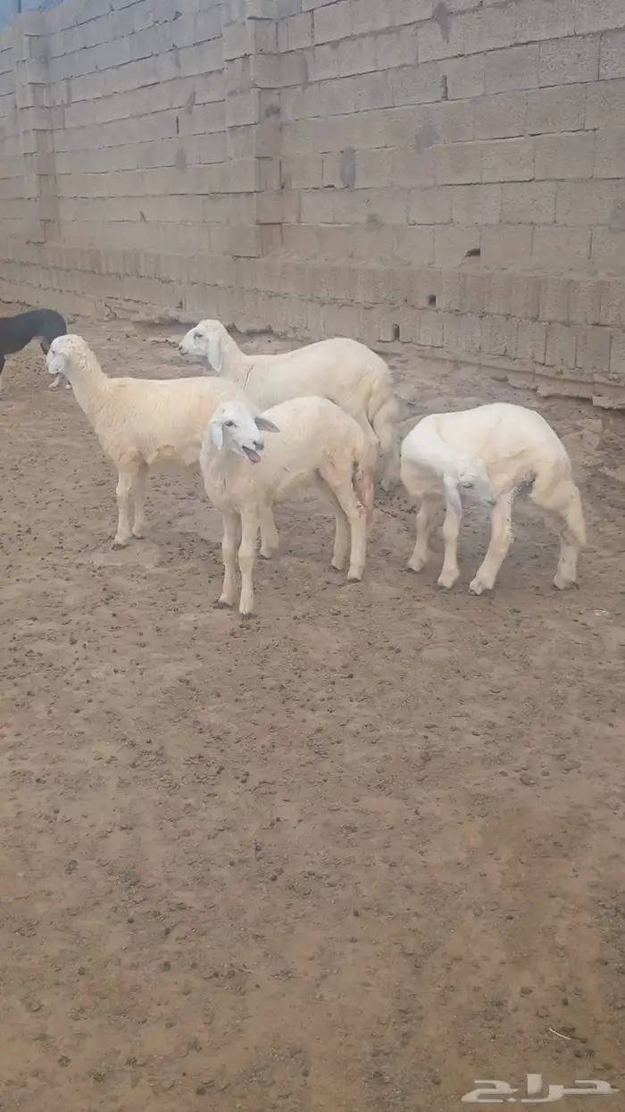 طليان 4 ذكور 4 اشهر 1