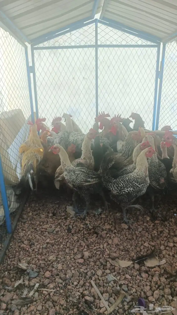 دجاج وا ديوك 1