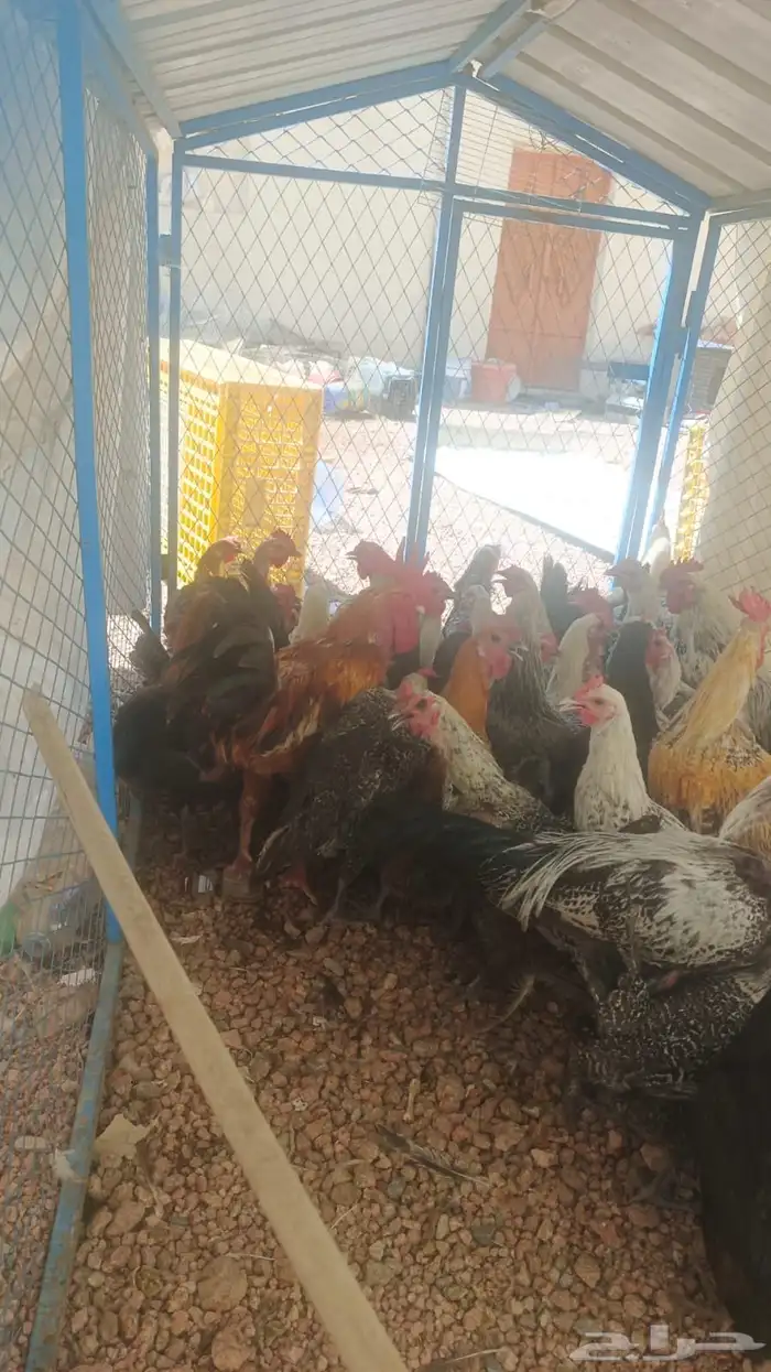 دجاج وا ديوك 0