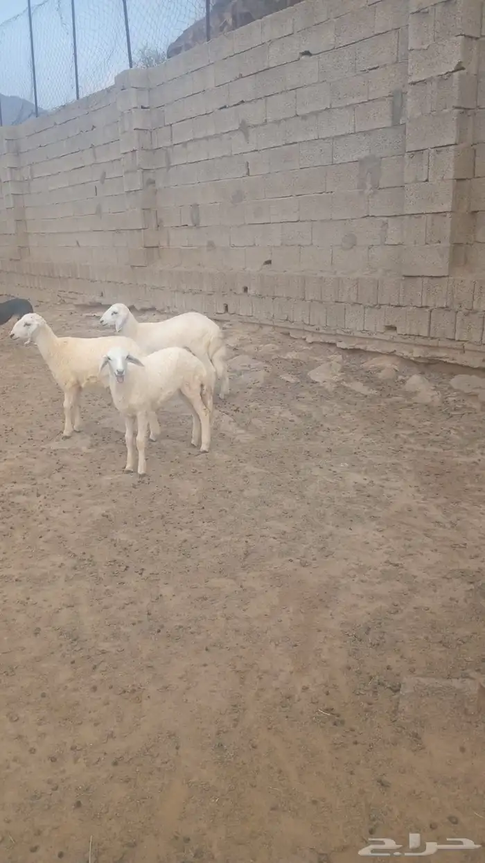 طليان 4 ذكور 4 اشهر 0