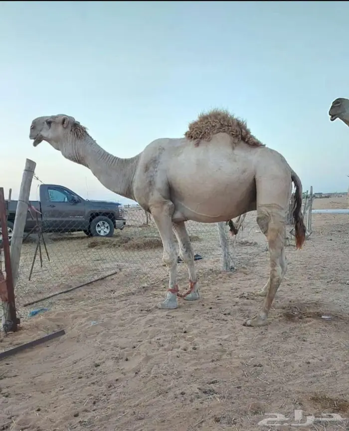 قعود حيسوني وامه تماميه 3