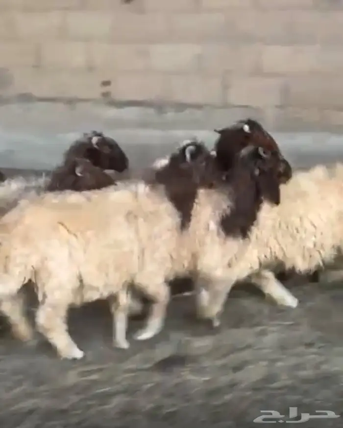خرفان للبيع 4