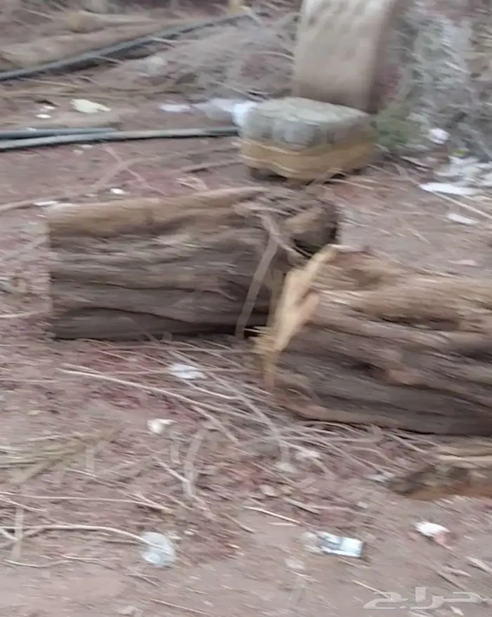 أشجار بزرومي قبل الشتاء 3