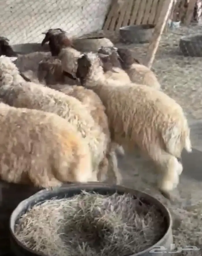 خرفان للبيع 0