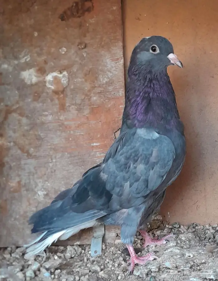 قطايف بالخرج 3