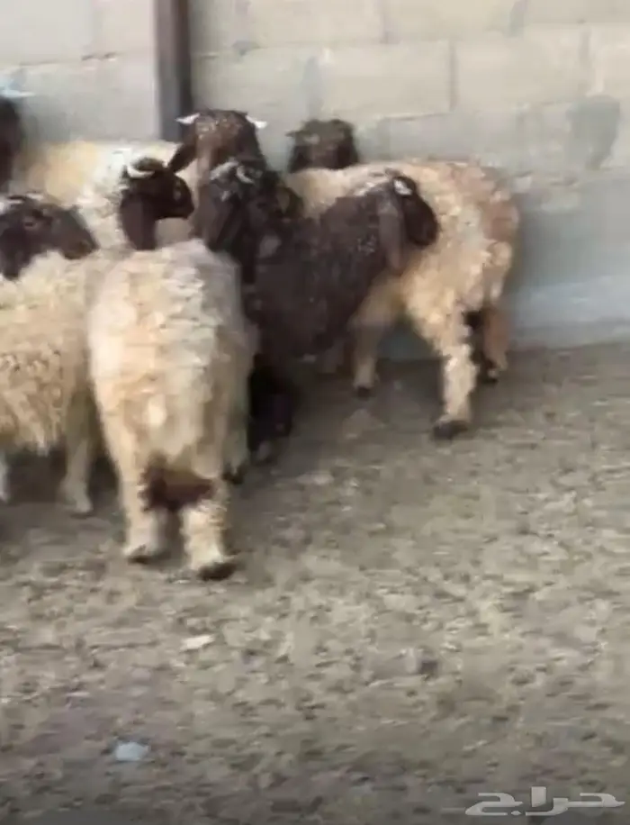خرفان للبيع 2