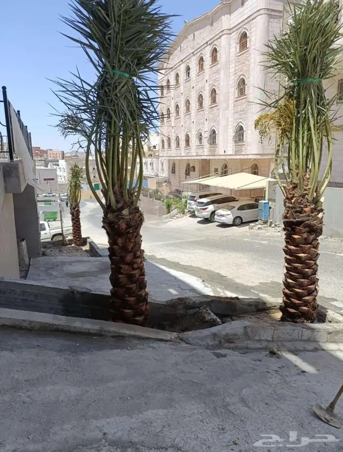 لدينا جميع انواع النخيل المثمره والزينه 4