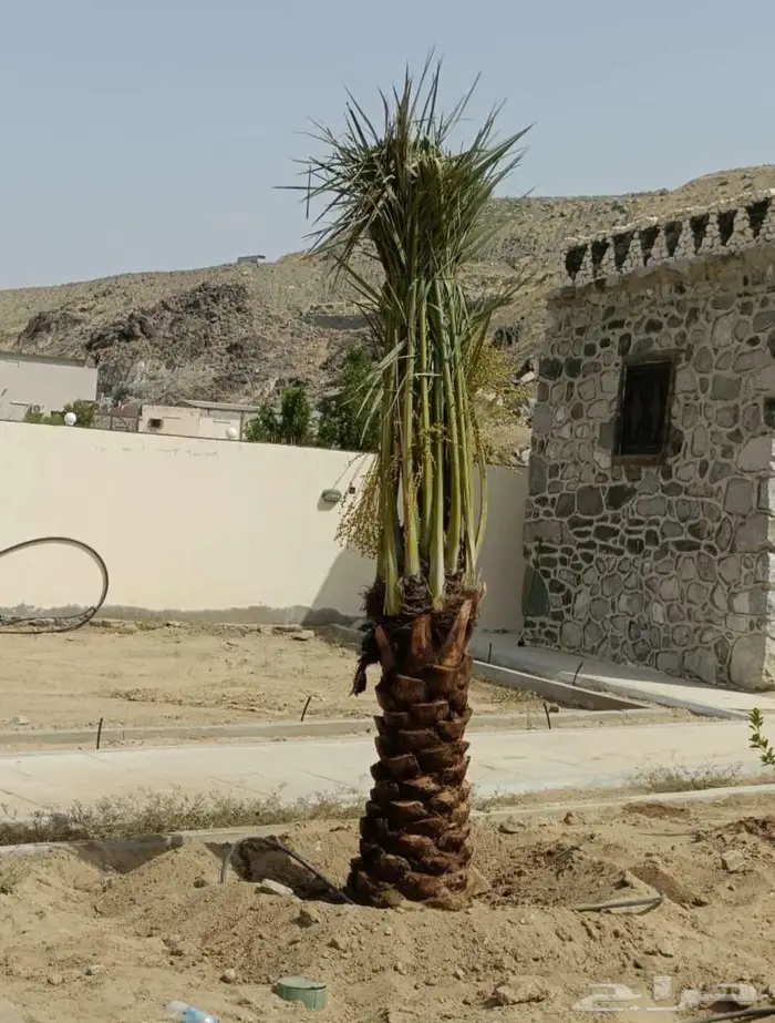 لدينا جميع انواع النخيل المثمره والزينه 9