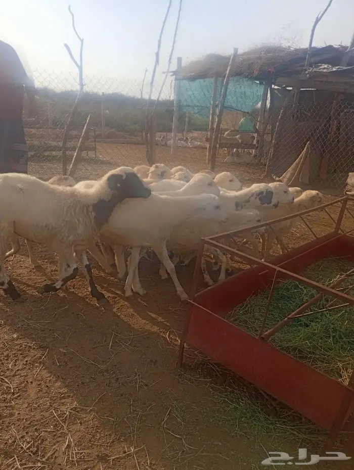 خرفان تربية بلدي 5
