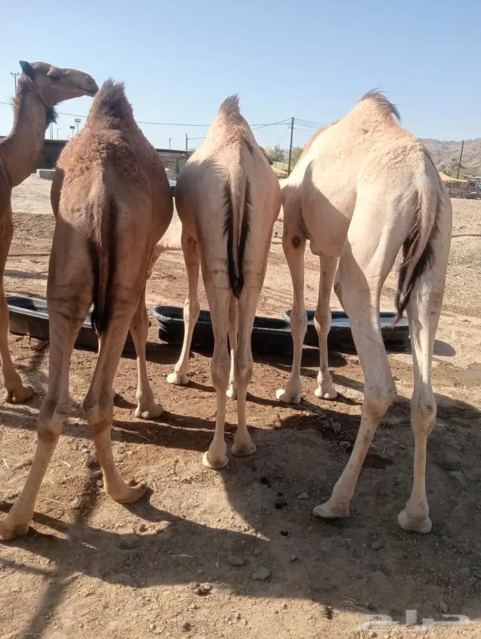 عروض الجملة مستمرة   قعدان مميزة بانتظارك 10