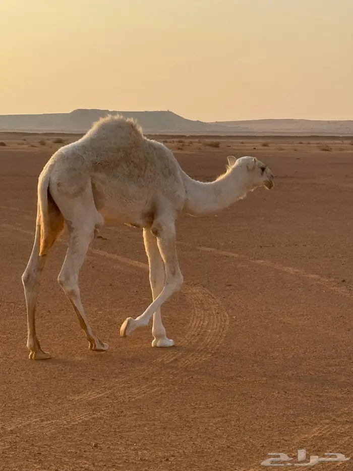 قعود باتلي للبيع 2