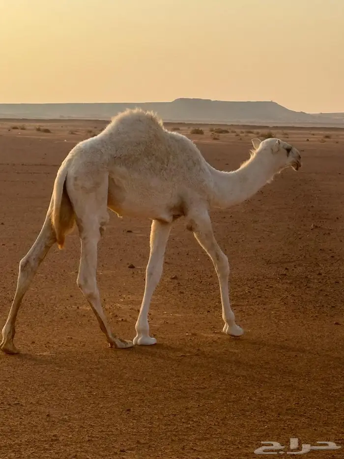 قعود باتلي للبيع 0