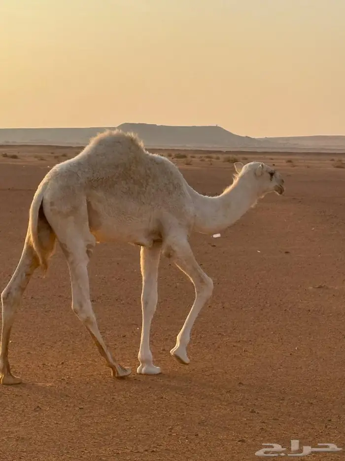 قعود باتلي للبيع 1