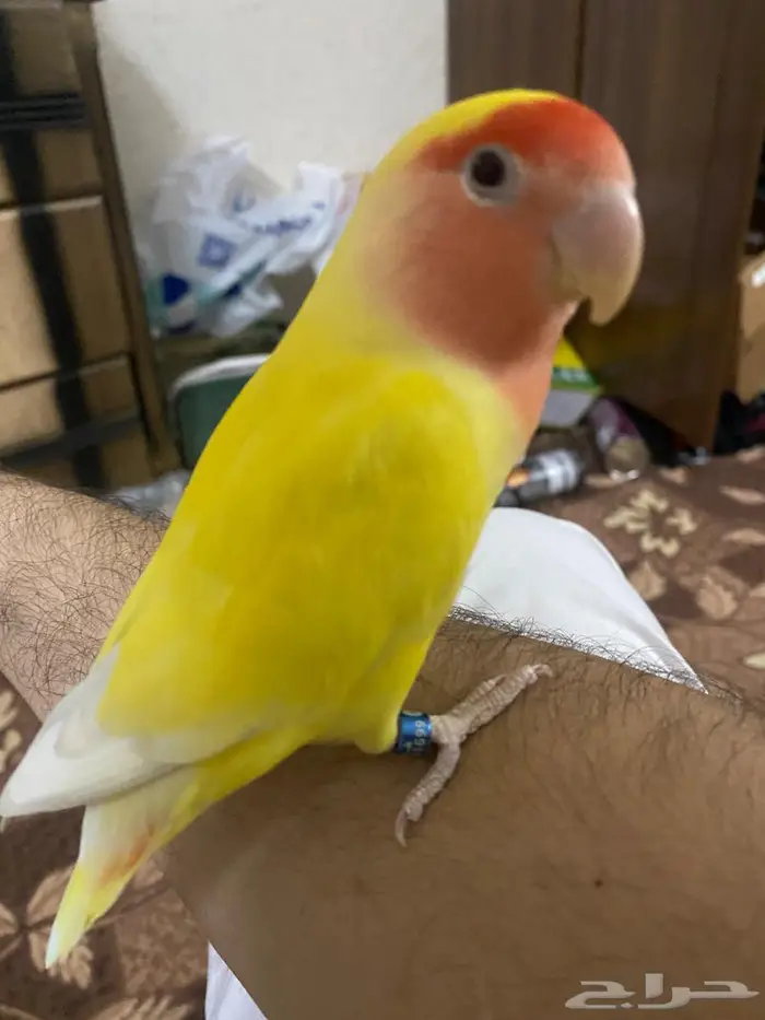 روز الليف تبي شي مرتب تعال يوجد توصيل للاحساء مجانا 6