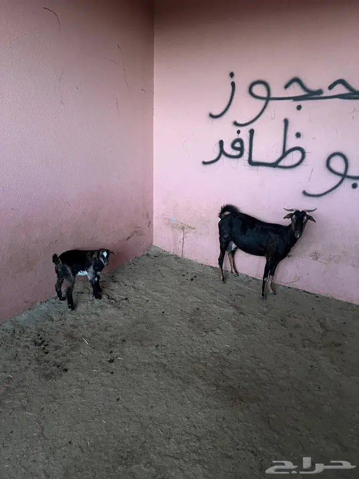 ماعز للبيع 0