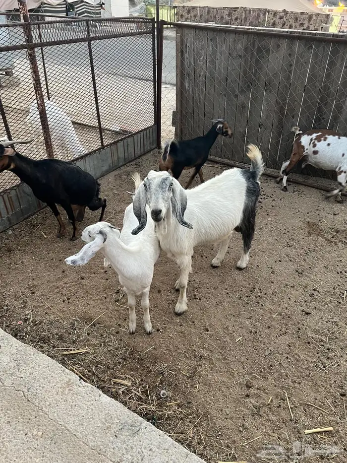 ماعز للبيع 2