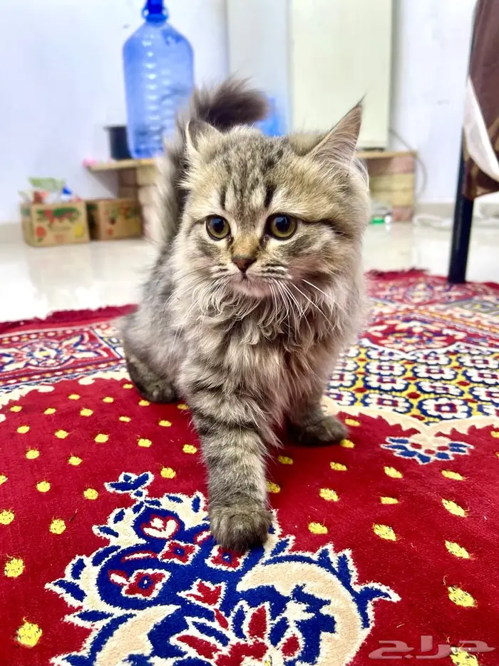 قطتين صغيرتين للبيع   Two small kittens for sale 0