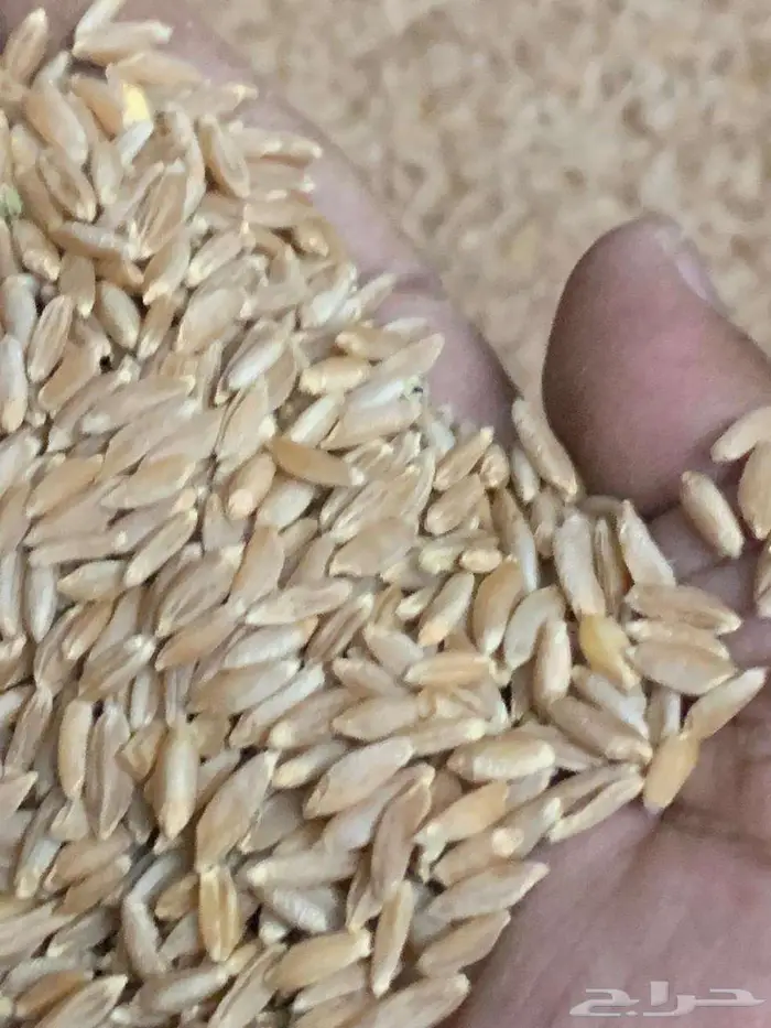 بر بللسمر حصاد ذالسنه 0